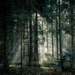 S5E7 | Vērtīgākie koki Latvijas mežos