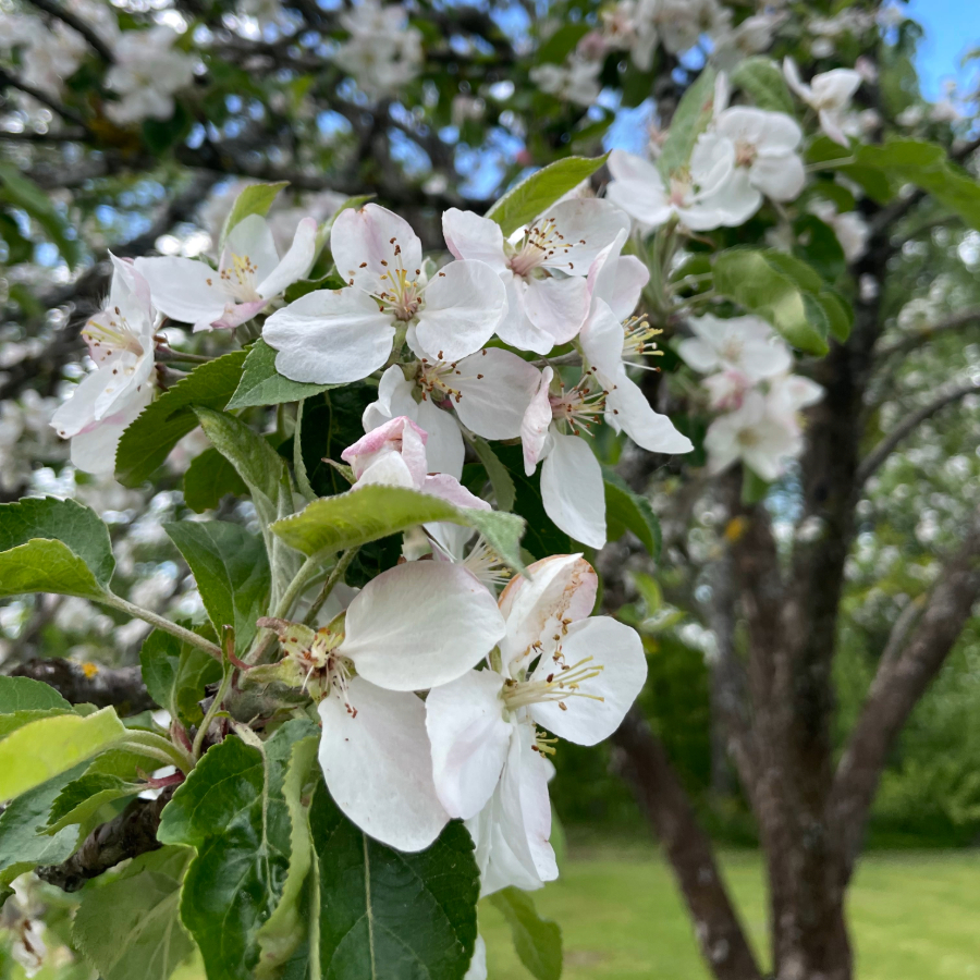 <p>Otrdienas pēcpusdienā dažviet īslaicīgi līs</p>