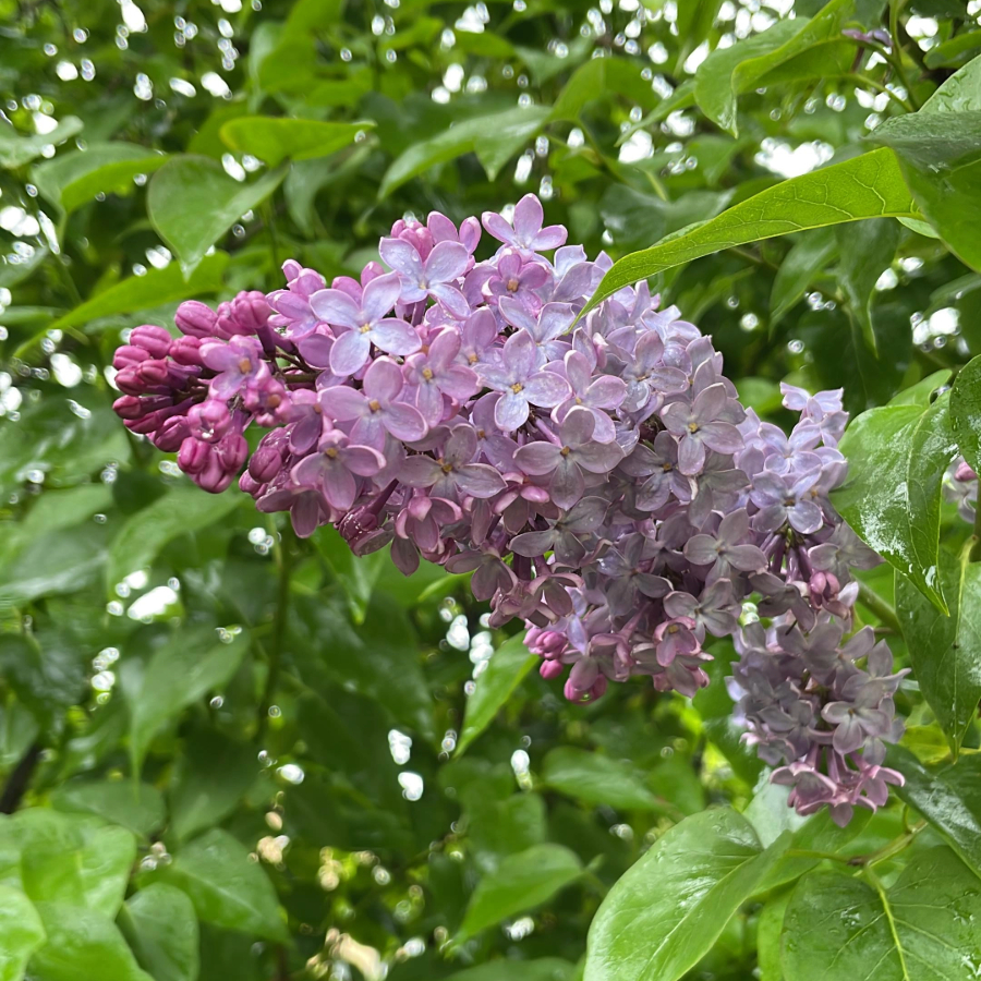 <p>&Scaron;ogad Latvijā maijs bijis sestais nokri&scaron;ņiem bagātākais</p>