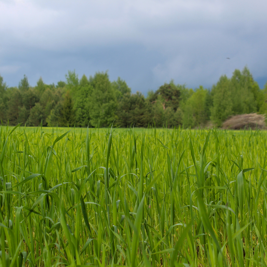 <p>Ceturtdien daudzviet līs, iespējams spēcīgs pērkona negaiss</p>