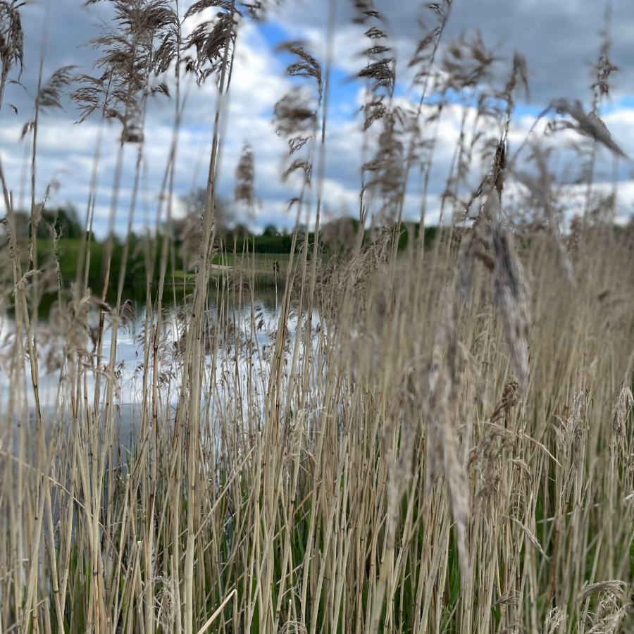 <p>Jūnija pirmā nedēļa gaidāma lietaina&nbsp;</p>