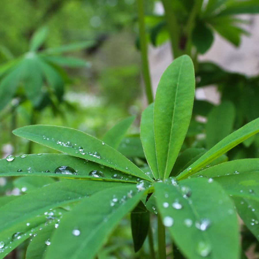 <p>Piektdien gaidāms īslaicīgs lietus</p>