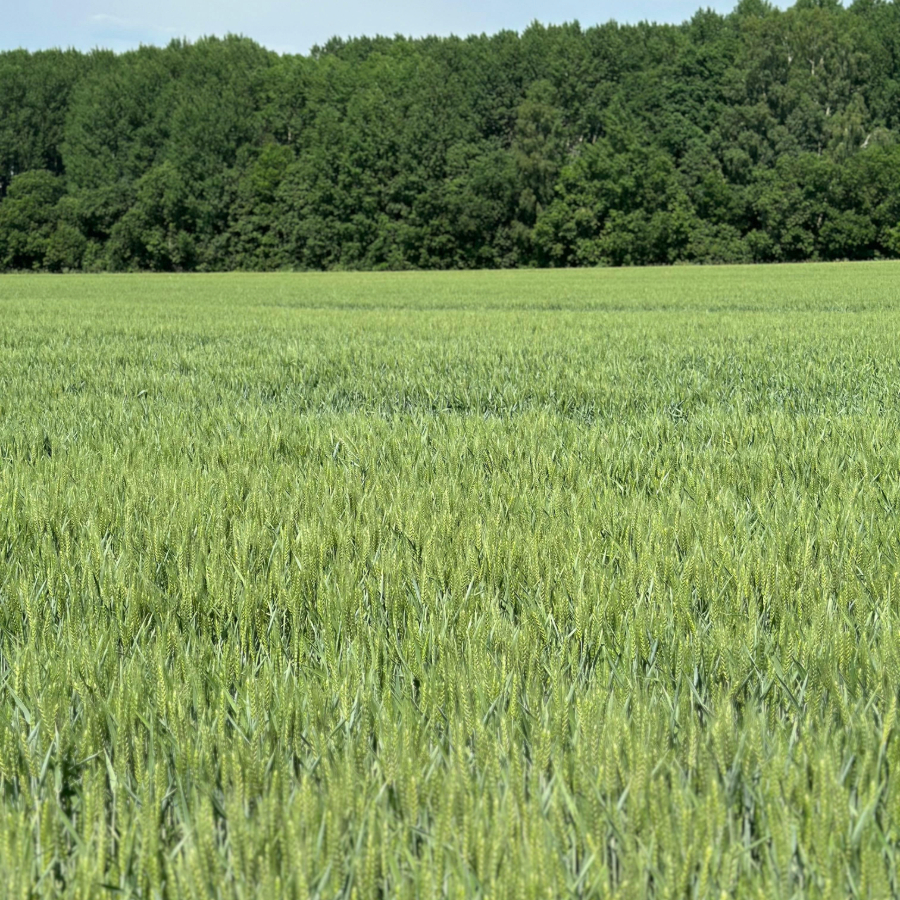 <p>Plūdi un salna varētu iznīcināt &scaron;ī gada ražu</p>