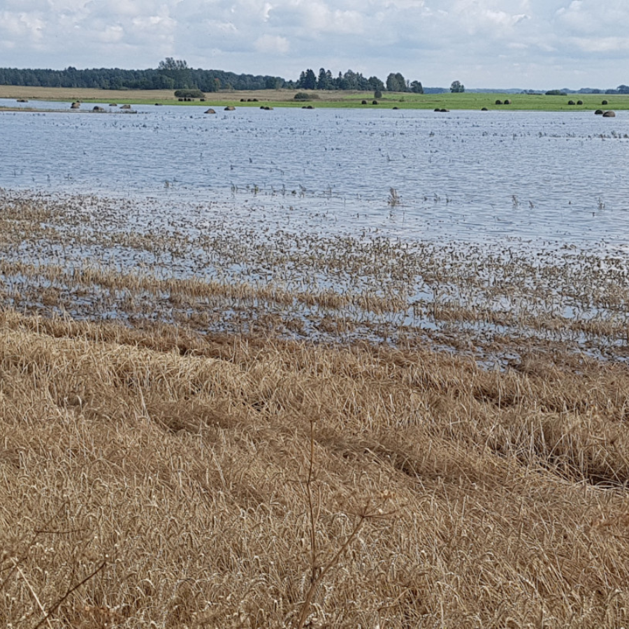 <p>Vēsā maija un lietainā jūnija dēļ būtiski apdraudētas vasarāju ražas</p>