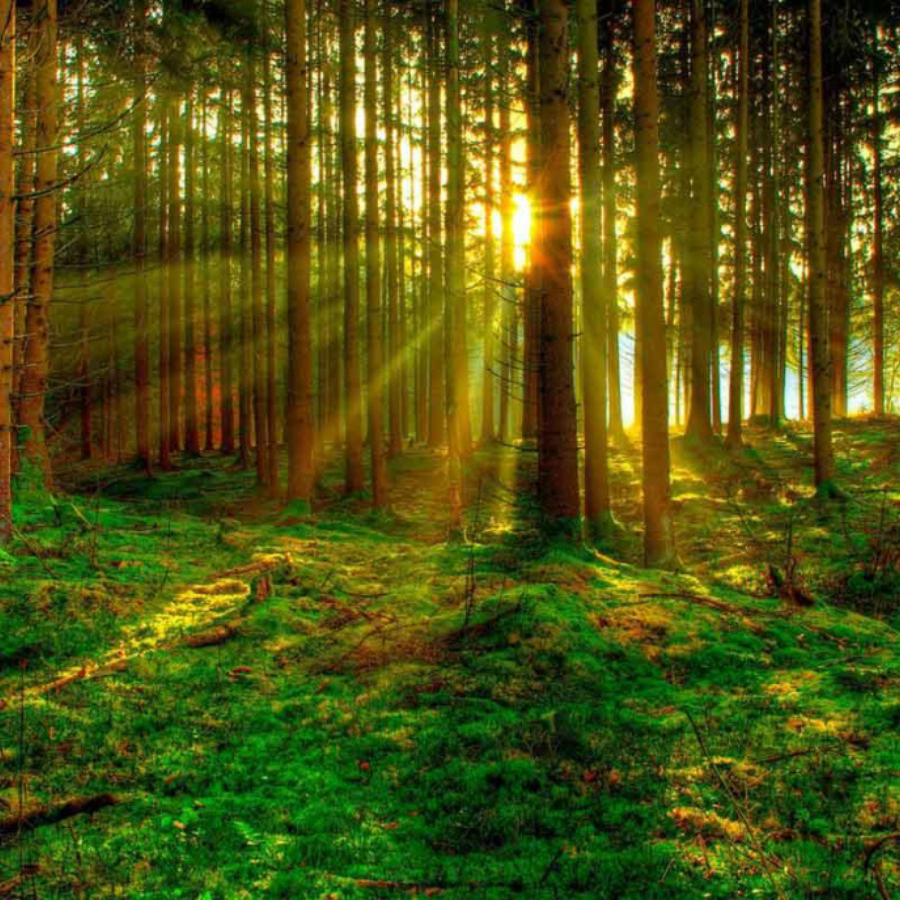 <p>&nbsp;Izsludināta pieteik&scaron;anās konkursam &ldquo;Sakoptākais mežs 2025&rdquo;</p>