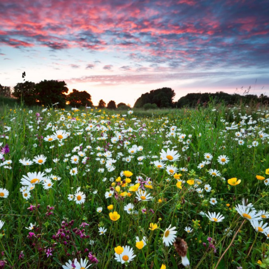 <p>Sākusies astronomiskā vasara</p>