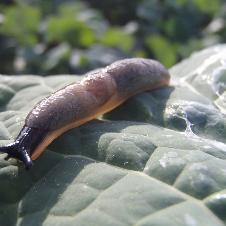 <p>&nbsp;Nodibināta biedrība cīņai pret Spānijas kailgliemežu invāziju</p>