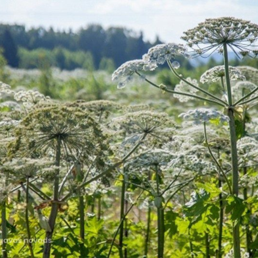 <p>Rīgas iedzīvotāji var iesaistīties latvāņu apkaro&scaron;anā</p>