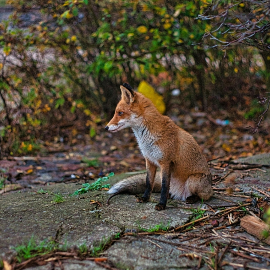 <p>PVD sācis meža dzīvnieku vakcināciju pret trakumsērgu</p>