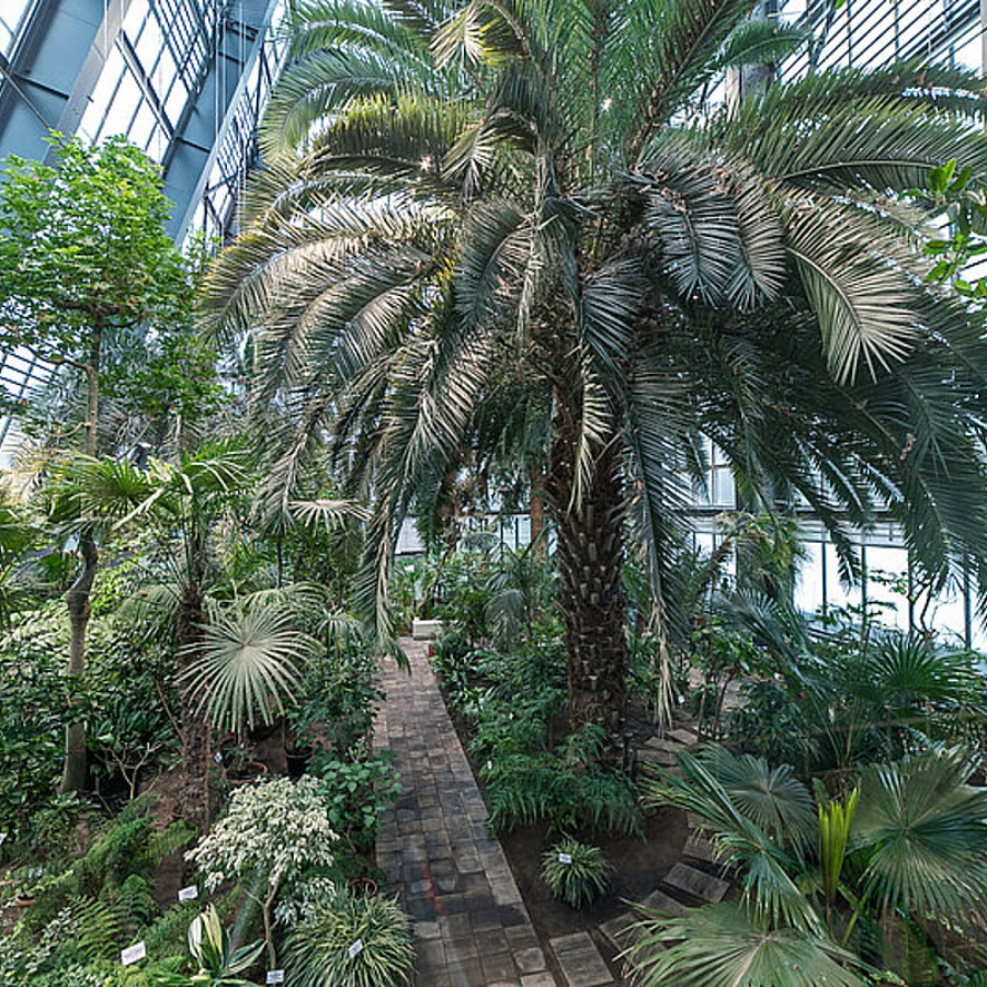 <p>LU Botāniskajā dārzā Baltijā modernākā Palmu māja</p>
