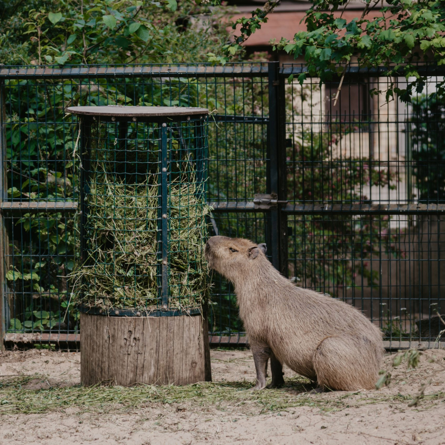 <p>Tie&scaron;raidēs var vērot Rīgas Zooloģiskajā dārzā mīto&scaron;o kapibaru ikdienu</p>