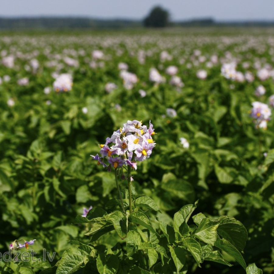 <p>Kartupeļu raža varētu būt pietiekami laba</p>