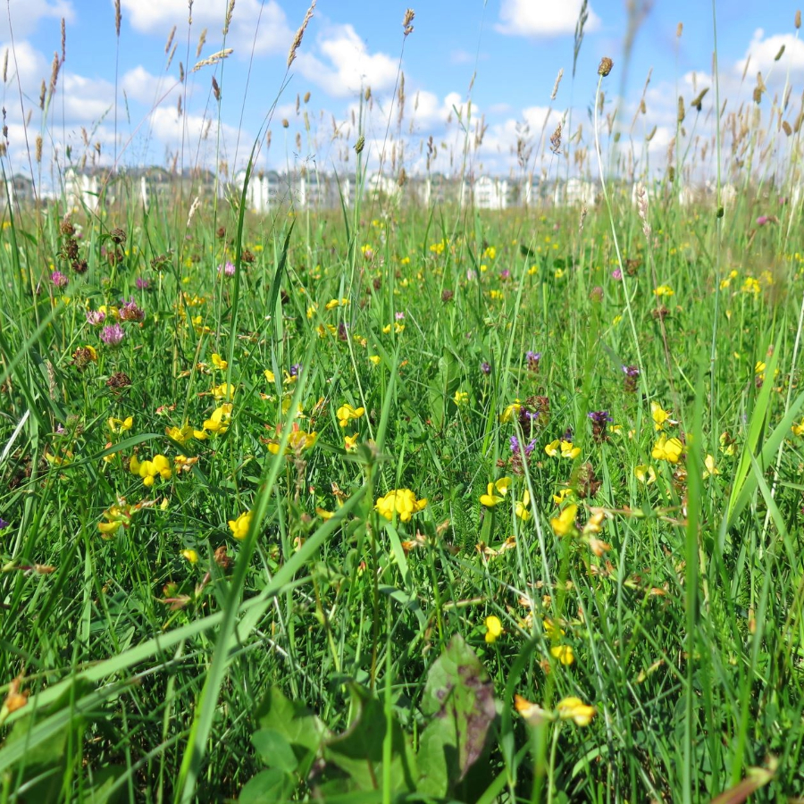 <p>Mobilais ganāmpulks sācis astoto dabisko pļavu atjauno&scaron;anas sezonu</p>
