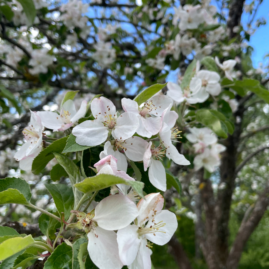 <p>Maija pēdējā nedēļa gaidāma mēreni silta</p>