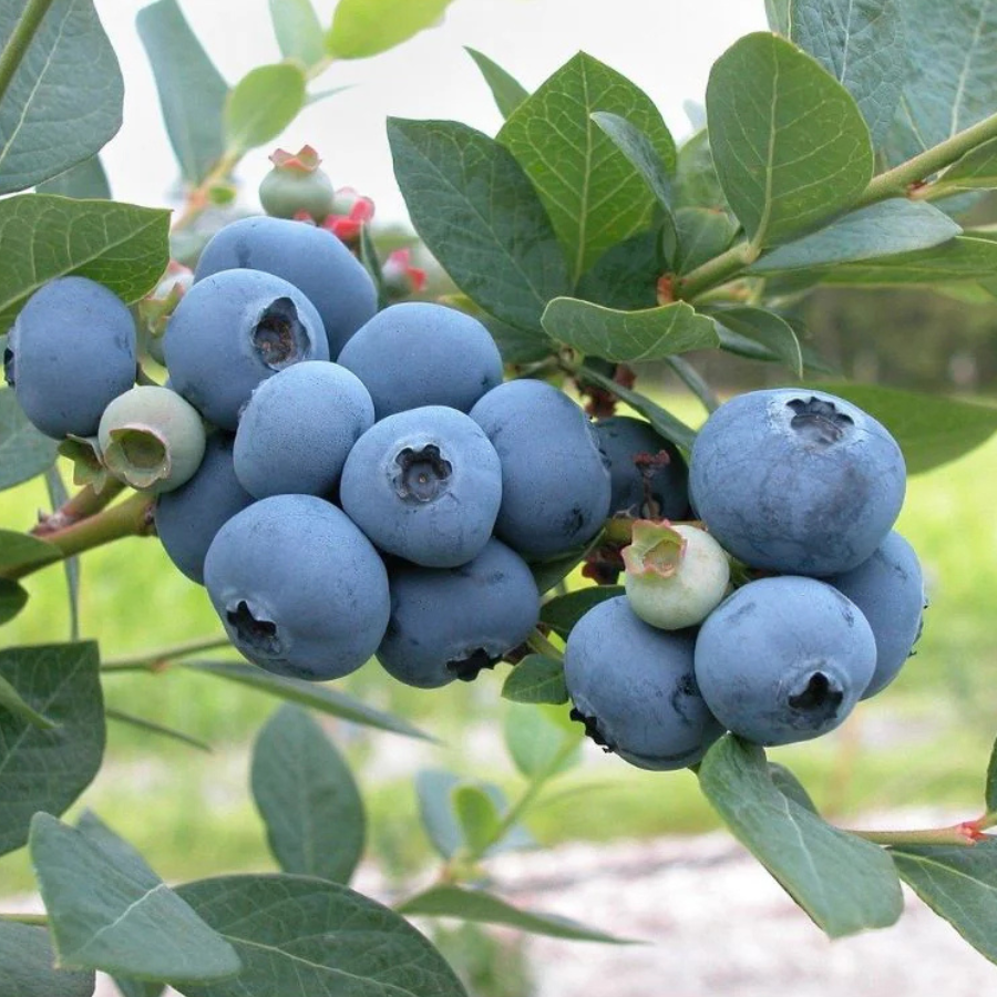 <p>Ogu raža Latvijā gaidāma vēlāk</p>