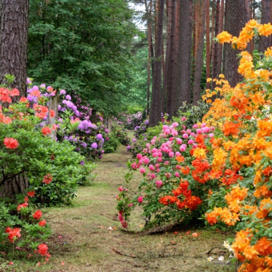 <p>Sākas Babītes Rododendru ziedē&scaron;anas svētki</p>