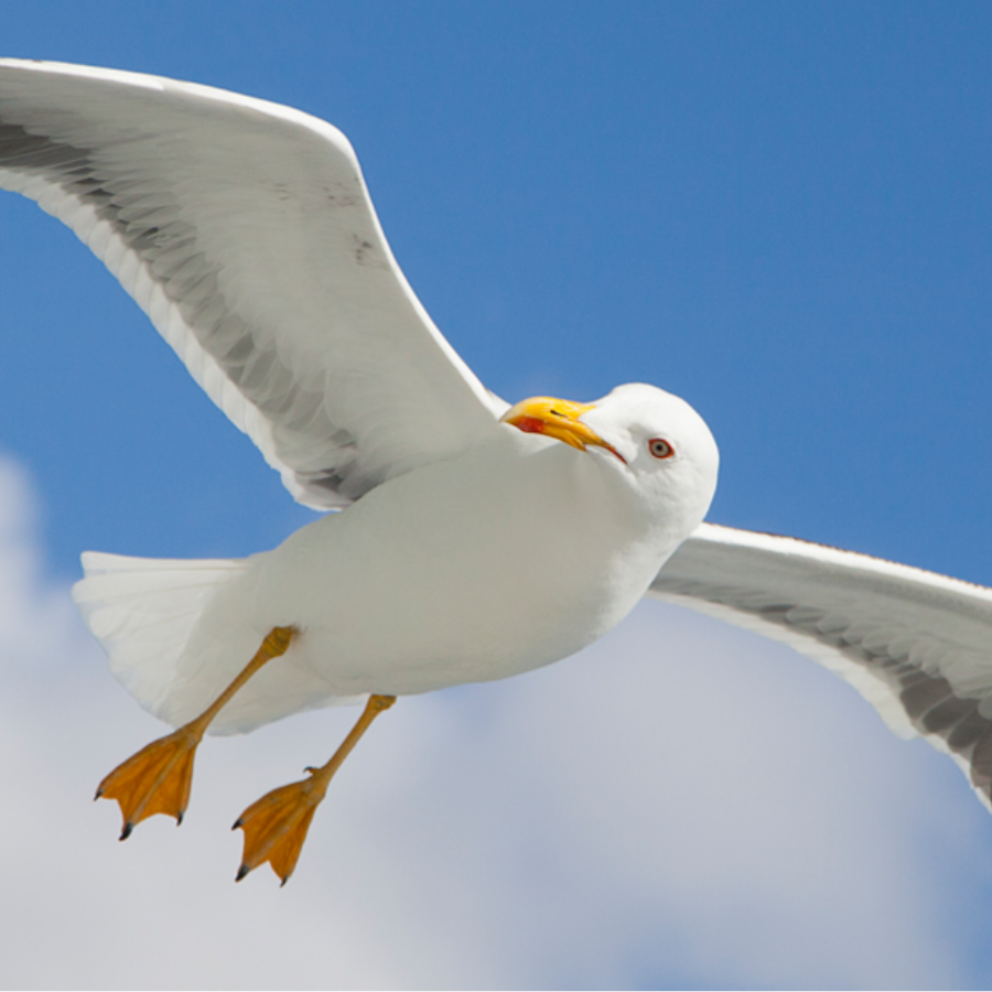 <p><br>Par kaijas un viņas mazuļu nogalinā&scaron;anu sākts kriminālprocess</p>