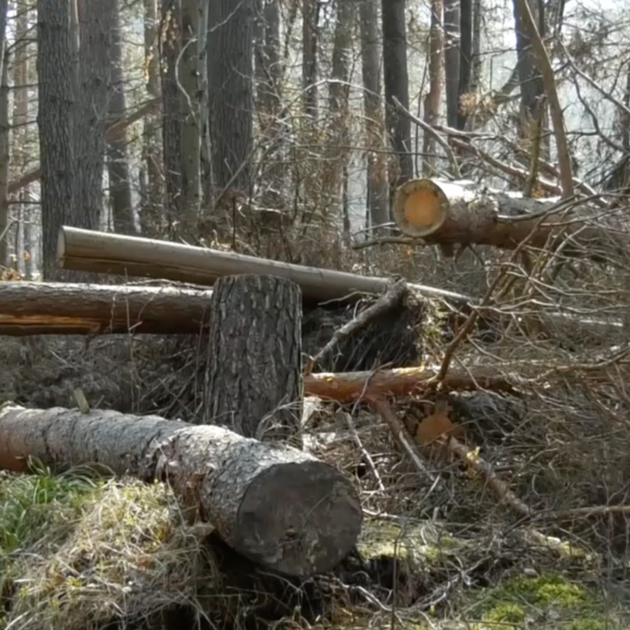 <p>Klusuma akcijā mudinās pievērst uzmanību dabas aizsardzībai Jūrmalā</p>