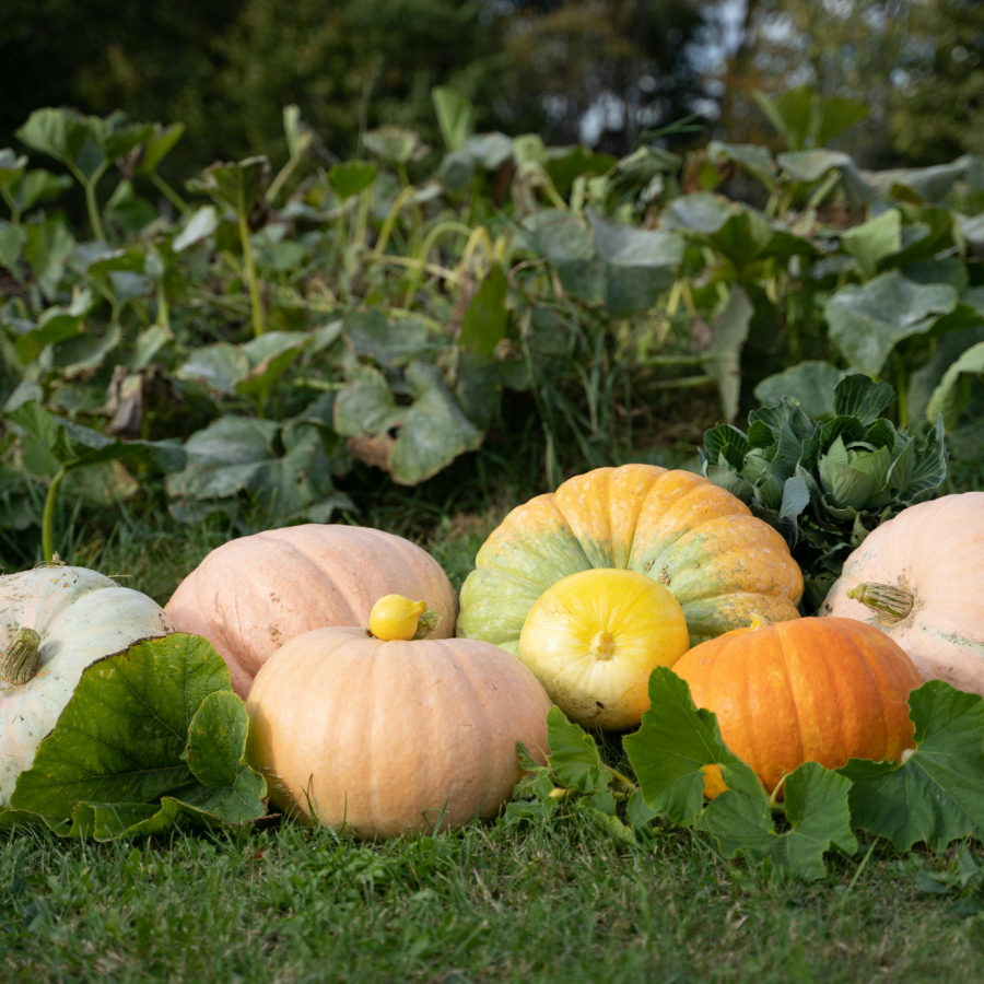 <p>&ldquo;Zemnieku saeima&rdquo;: &nbsp;Pārtikas cenu samazinā&scaron;anas memorands nav devis solīto rezultātu</p>