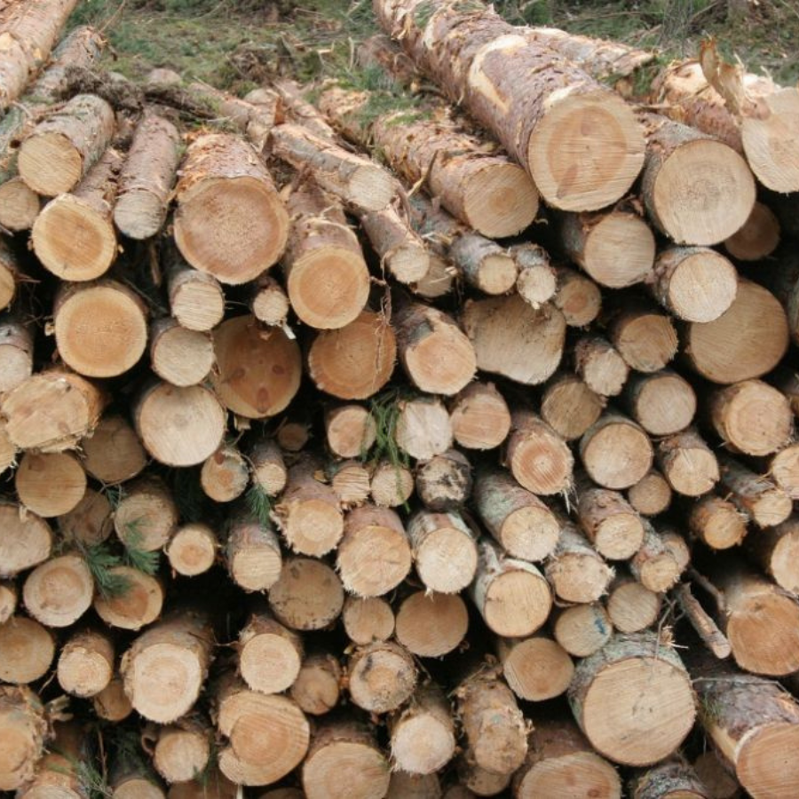 <p>Ģenerālprokuratūrā sākta pārbaude saistībā ar atbalstu kokrūpniekiem</p>