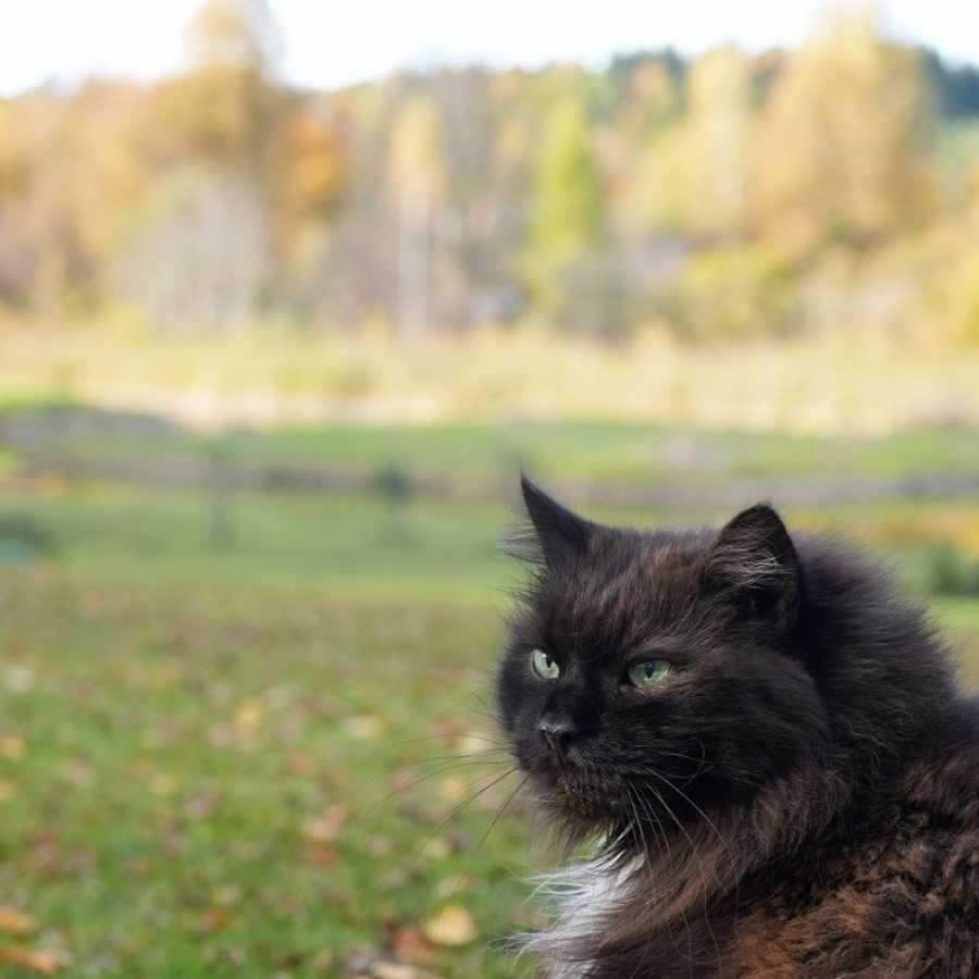 <p>Brīvdienās saulainākais laiks būs sestdien, lietainākais un sniegotākais - 18. novembrī</p>