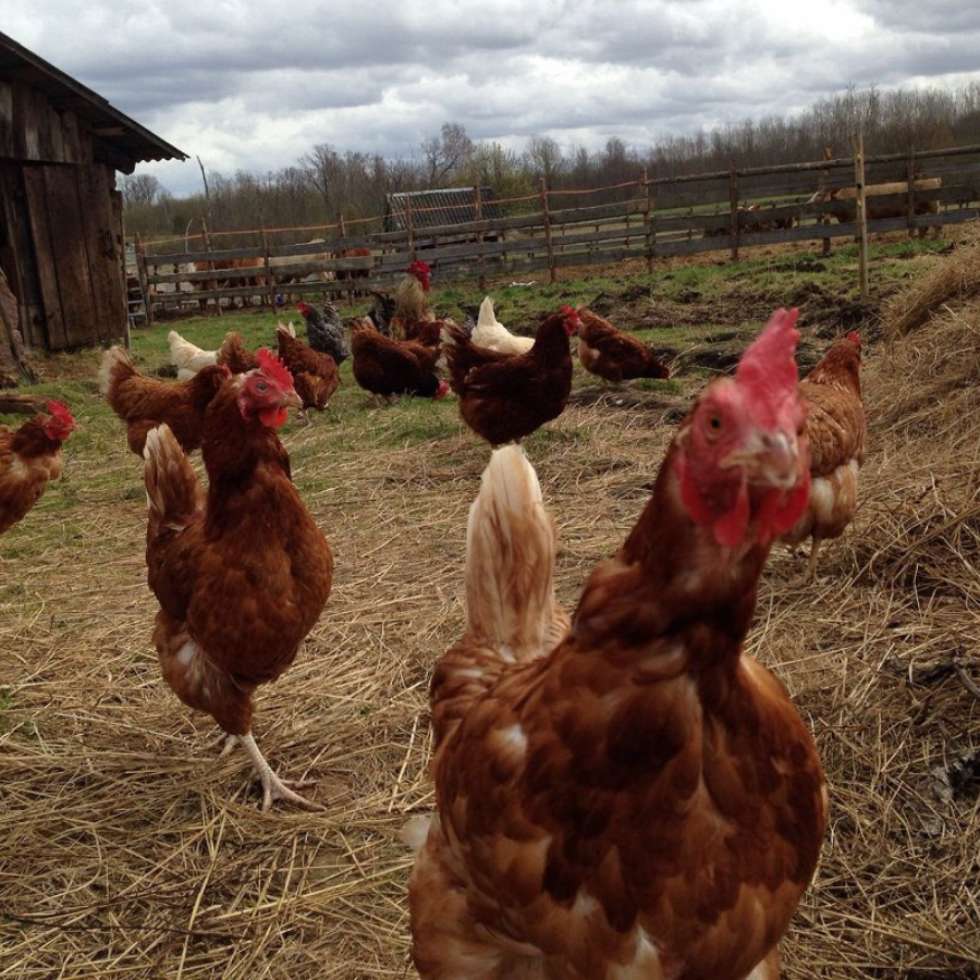 <p>Mājputnu novietnē Durbes pagastā konstatēts augsti patogēnās putnu gripas uzliesmojums</p>