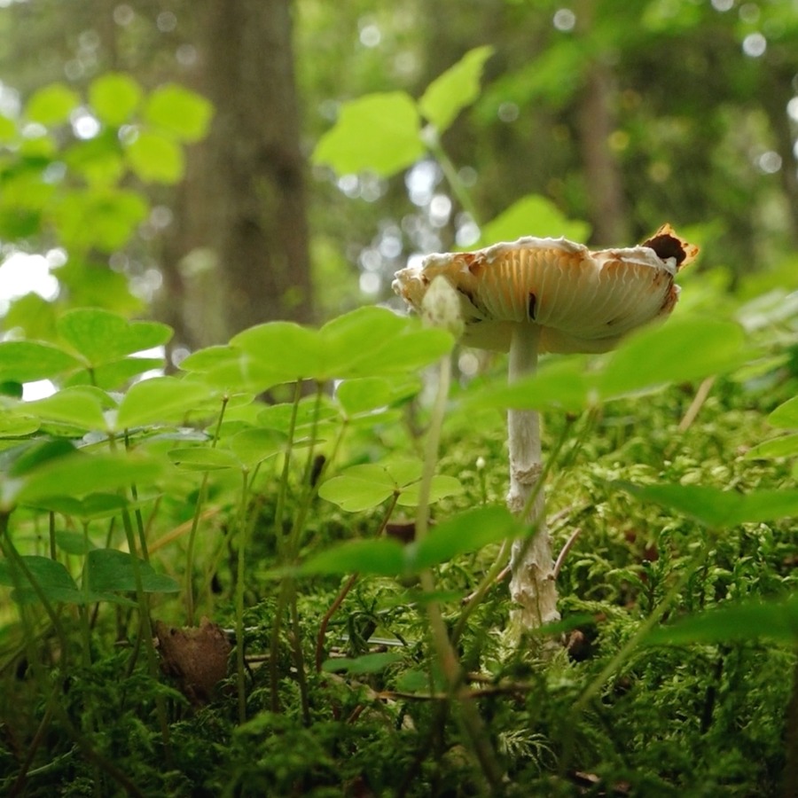 <p>Nelabvēlīgi sliktā aizsardzības stāvoklī ir vairums Latvijas biotopu</p>