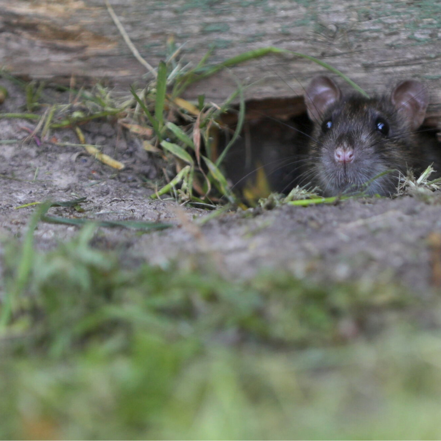 <p>Reģistrēti vēl četri leptospirozes saslim&scaron;anas gadījumi</p>