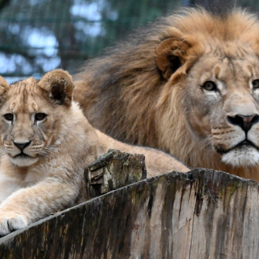 <p>Rīgas domes deputāti aicina Rīgas zooloģisko dārzu komercializēties</p>