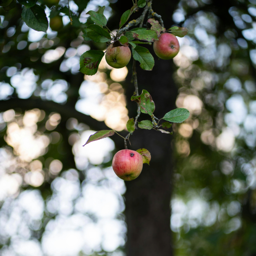 <p>Gada beigās varētu pieaugt vietējo ābolu cena</p>
