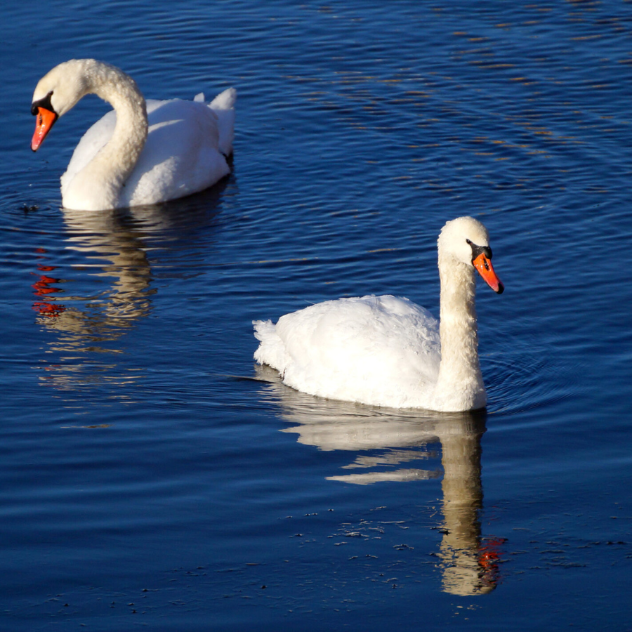 <p>Latvijā konstatēts &scaron;ogad pirmais putnu gripas gadījums&nbsp;</p>