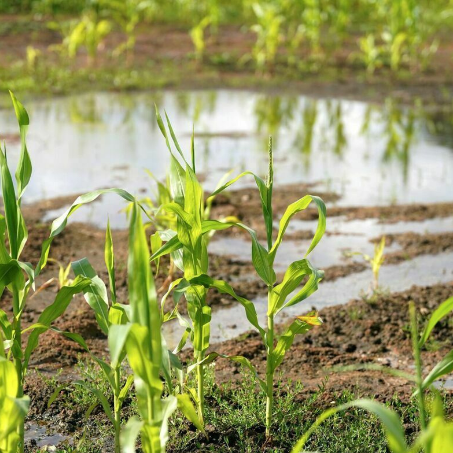 <p>Eiropas Komisija pie&scaron;ķirs 4,2 miljonus Latvijas lauksaimniekiem</p>