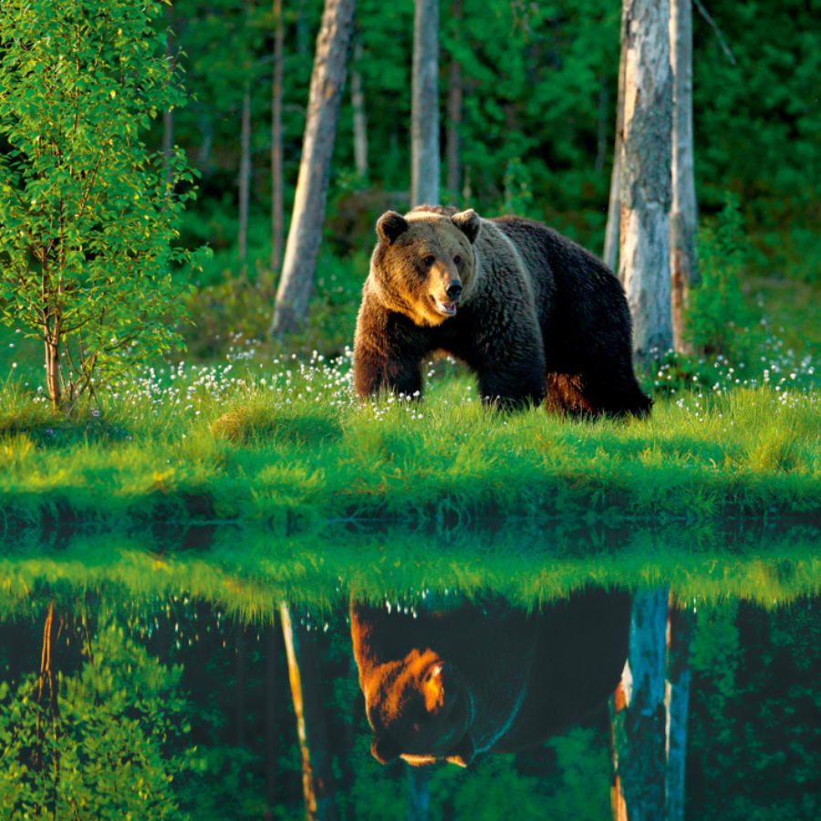 <p>Eksperti aicina nepiebarot un nepievilināt lāčus</p>