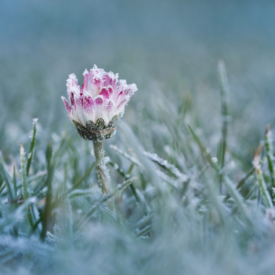 <p>Septembra beigās Latvijā sagaidāmas pirmās salnas</p>