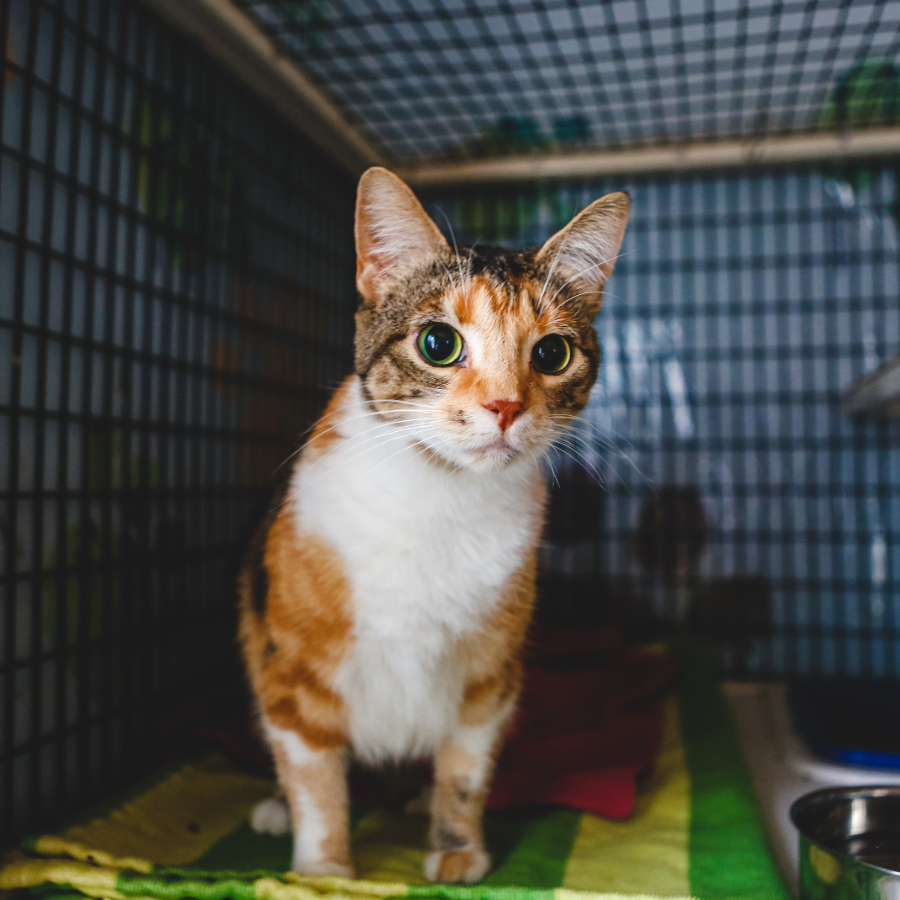 <p>PVD pērn konstatējis 297 mājas dzīvnieku labturības prasību pārkāpumus</p>