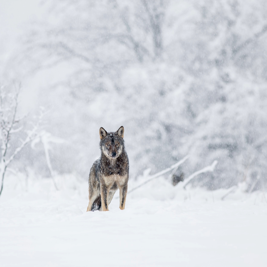 <p>Aicina ziņot par vilku klātbūtnes pazīmēm</p>