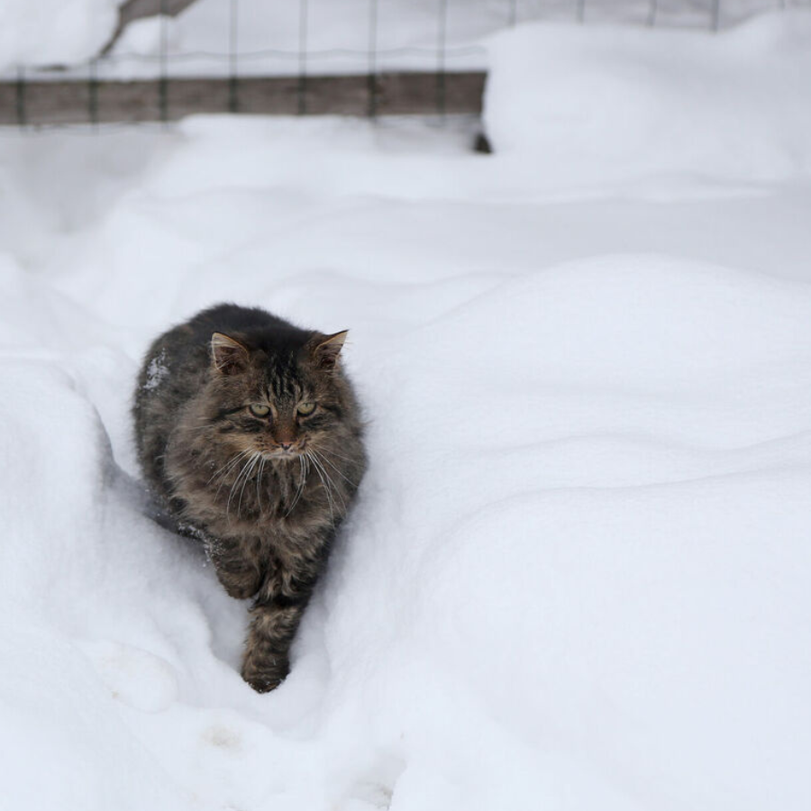 <p>Dagdā fiksēta rekordbieza sniega sega</p>