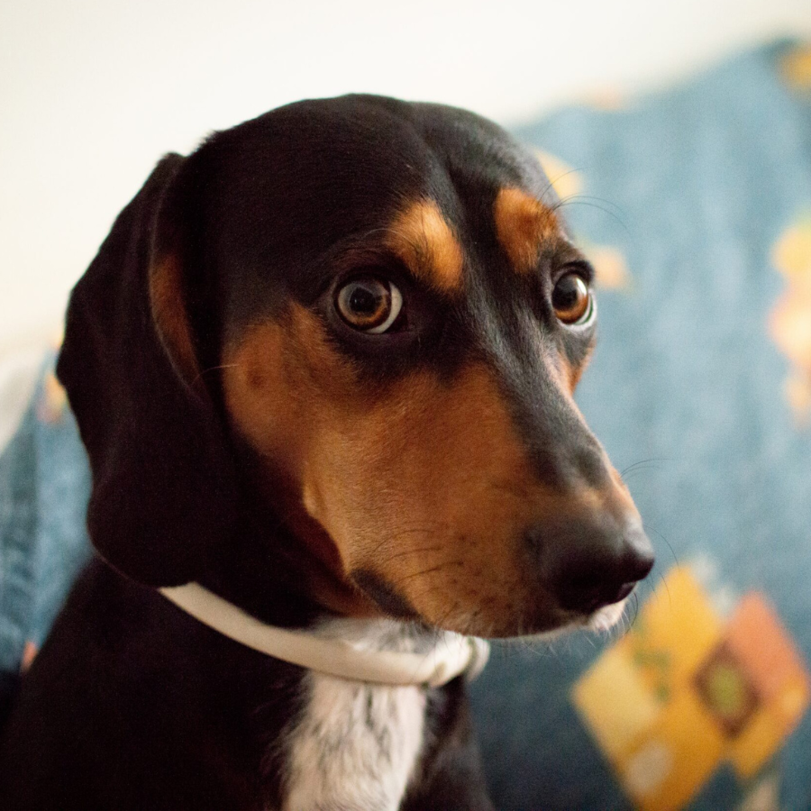 <p>PVD aicina nepirkt dzīvniekus Krievijā un Baltkrievijā</p>