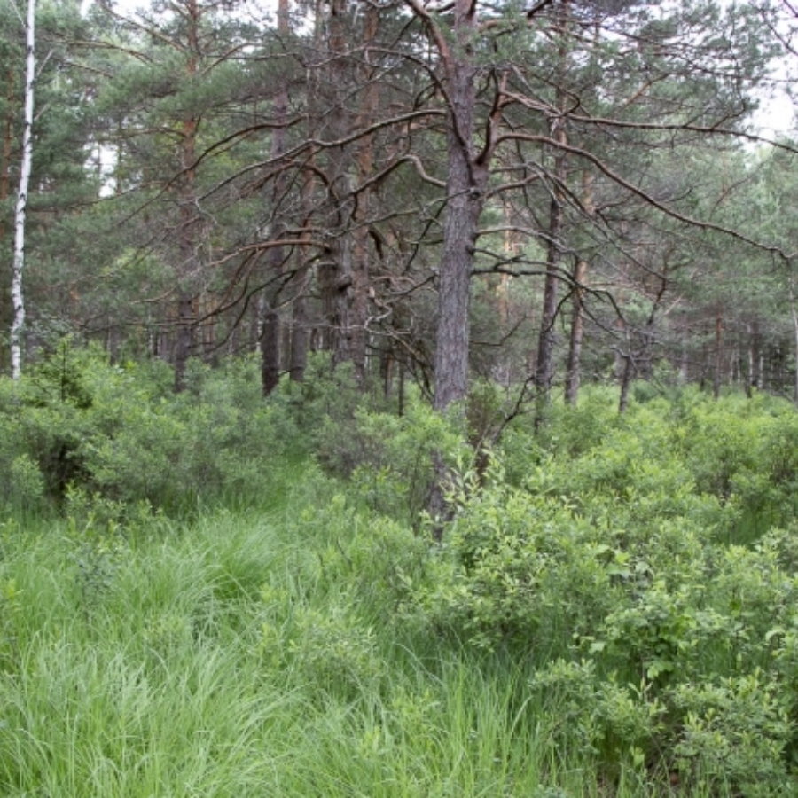 <p>Grīņu dabas rezervāts svin 90 gadu jubileju un uz īsu brīdi vērs durvis apmeklētājiem</p>