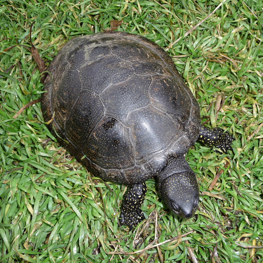 <p>Ruģeļu mitrājā izlaidīs desmit piecgadīgus Eiropas purva bruņurupučus</p>