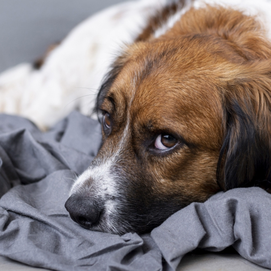 <p>Dzīvnieku aizsardzības jautājumā uzsver nepiecie&scaron;amību vairāk strādāt pie cilvēku attieksmes maiņas</p>