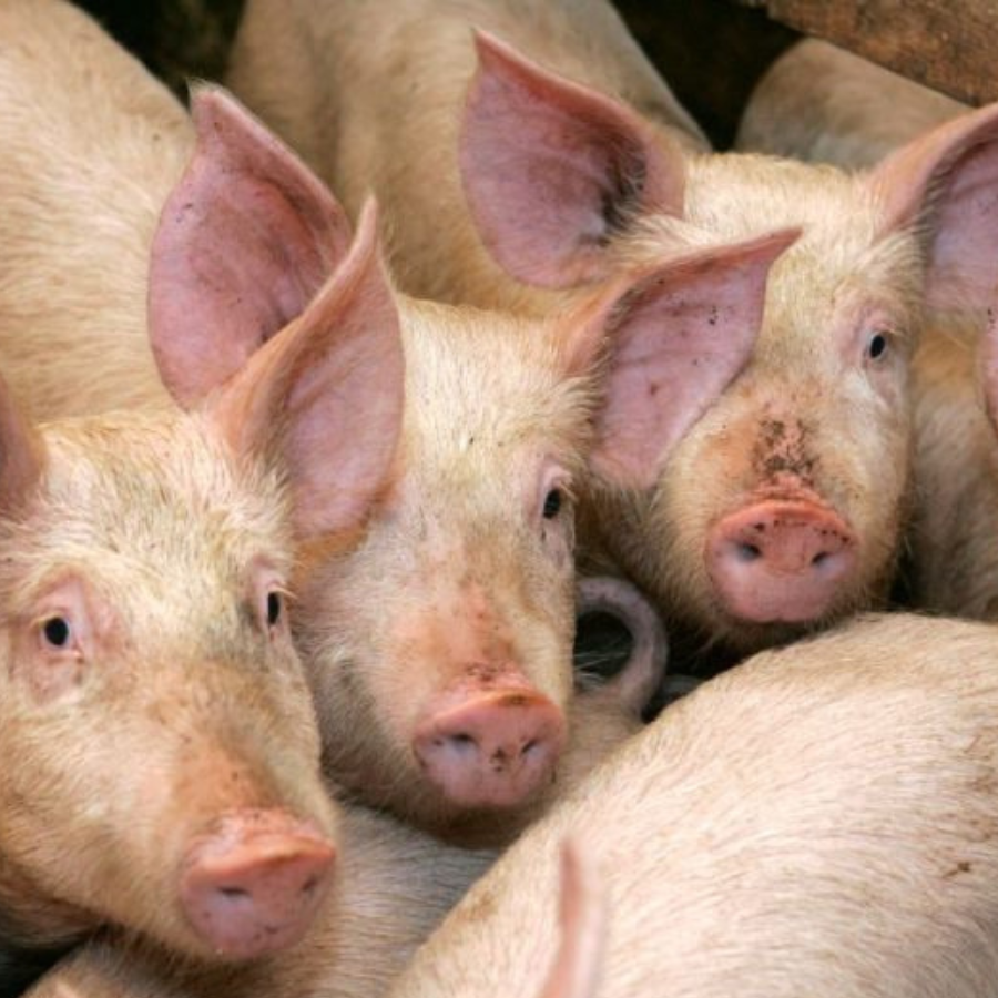 <p>ĀCM uzliesmojums konstatēts "Vaiņodes bekona" cūku novietnē ar vairāk nekā 22 000 cūku</p>