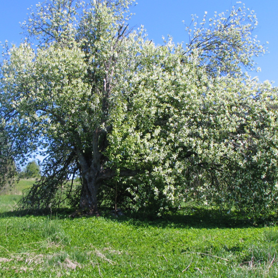 <p>Par gada koku izraudzīta parastā ieva</p>