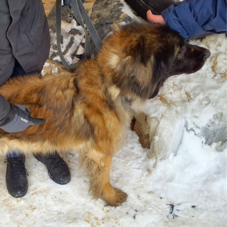 <p>Dāviņu pagastā PVD izņēmis 15 suņus un trīs kaķus</p>