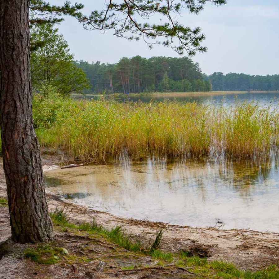 <p>Līdz augusta vidum nedrīkst peldēt Ummja ezerā</p>