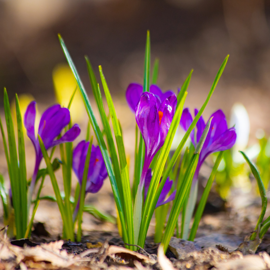 <p>No pirmdienas būs silts un saulains</p>