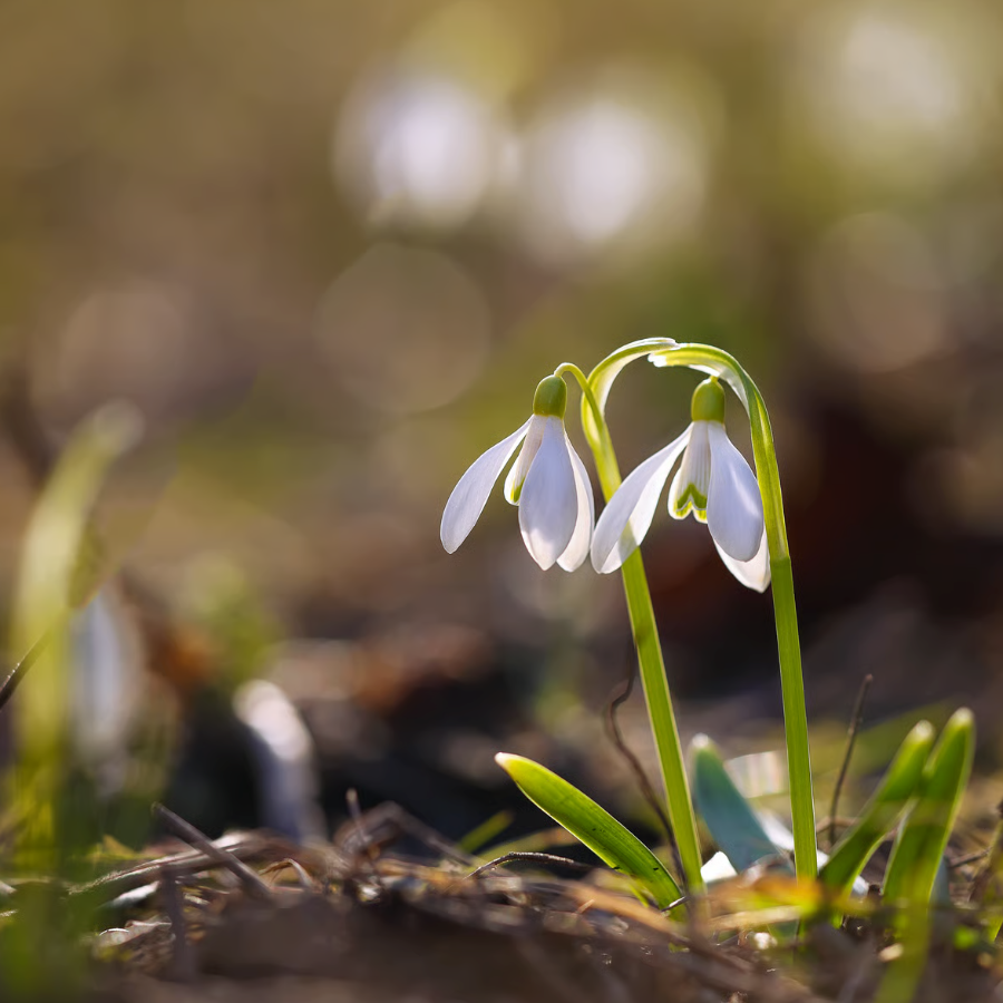 <p>Latvijā sācies meteoroloģiskais pavasaris</p>