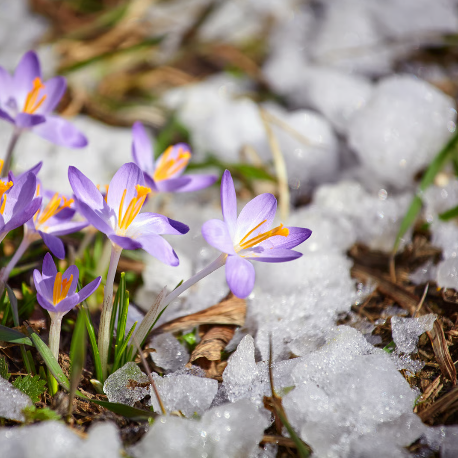<p>Nākamnedēļ gaisa temperatūra Latvijā var sasniegt +15 grādus</p>