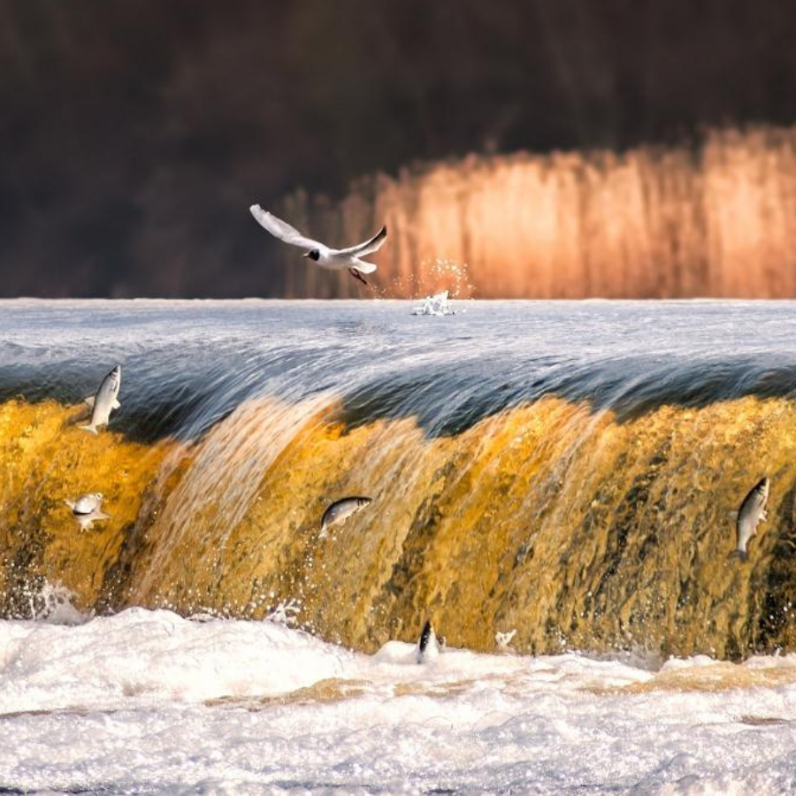 <p>Ar Pavasara palu &scaron;ovu "Lido zivis Kuldīgā"uzsāk aktīvo tūrisma sezonu</p>