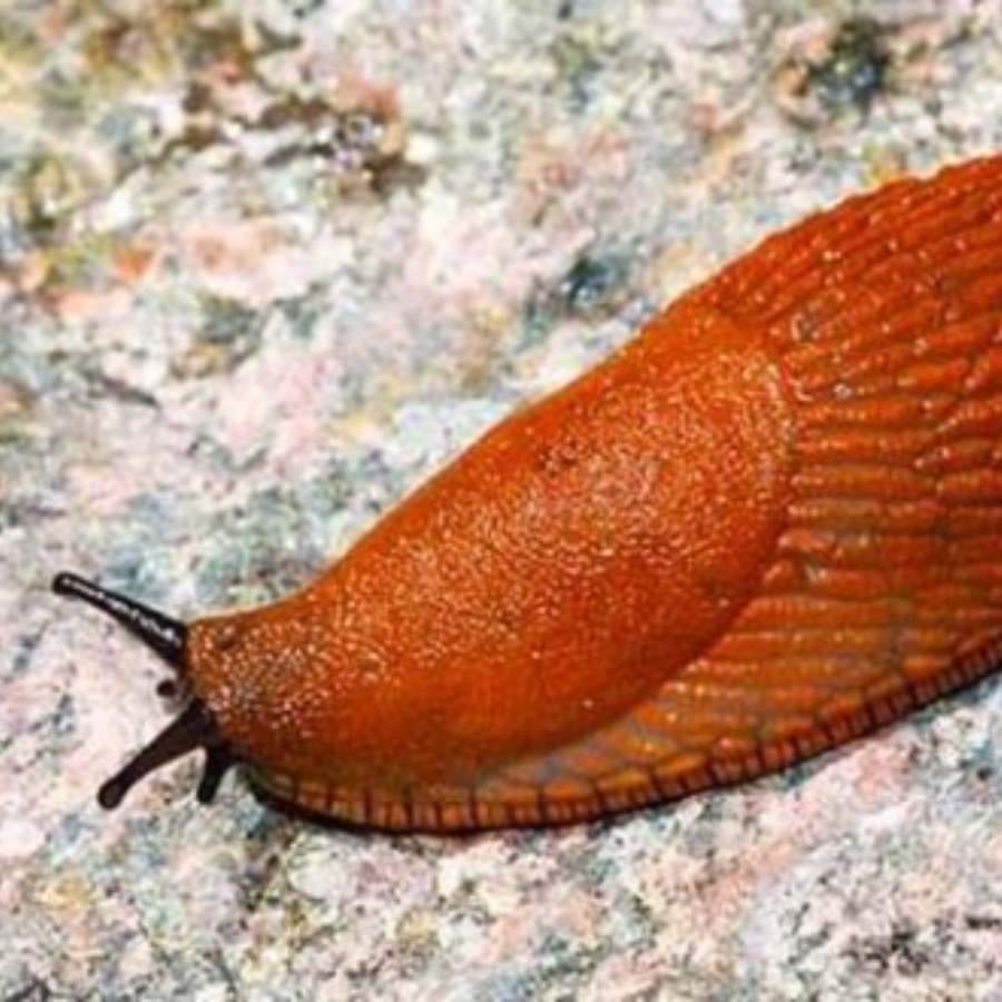 <p>Jēkabpilī vairākās vietās var utilizēt Spānijas kailgliemežus</p>